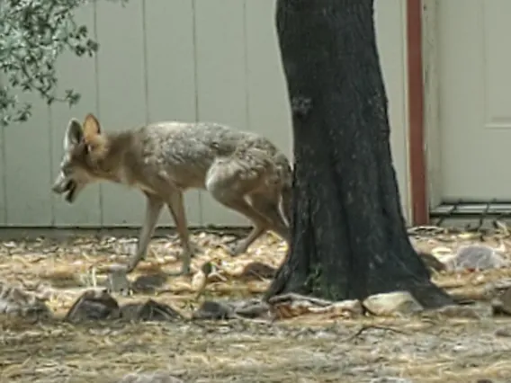 Things can get wild in Tucson, even in town! If you keep your eyes peeled, you may spot coyotes walking about.