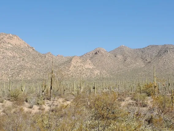 The quintessential Tucson desert view @ the Arizona-Sonora Desert Museum