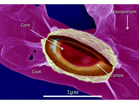 medical imaging