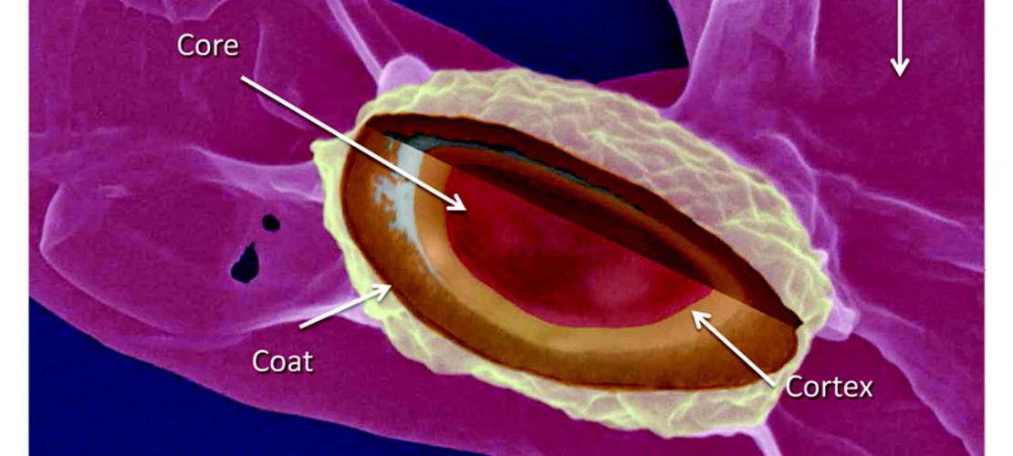medical imaging
