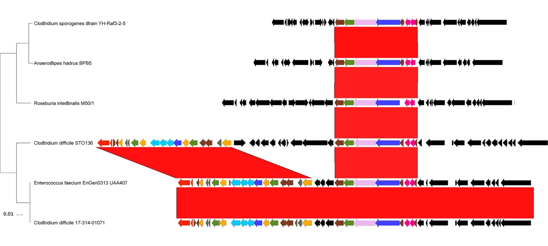 phylogenetic tree