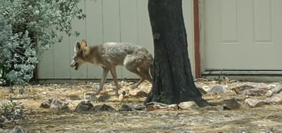 Things can get wild in Tucson, even in town! If you keep your eyes peeled, you may spot coyotes walking about.