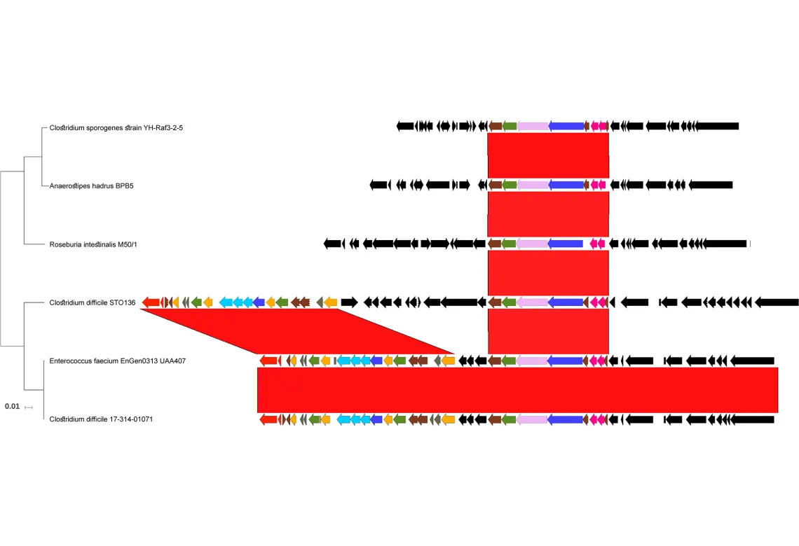 phylogenetic tree