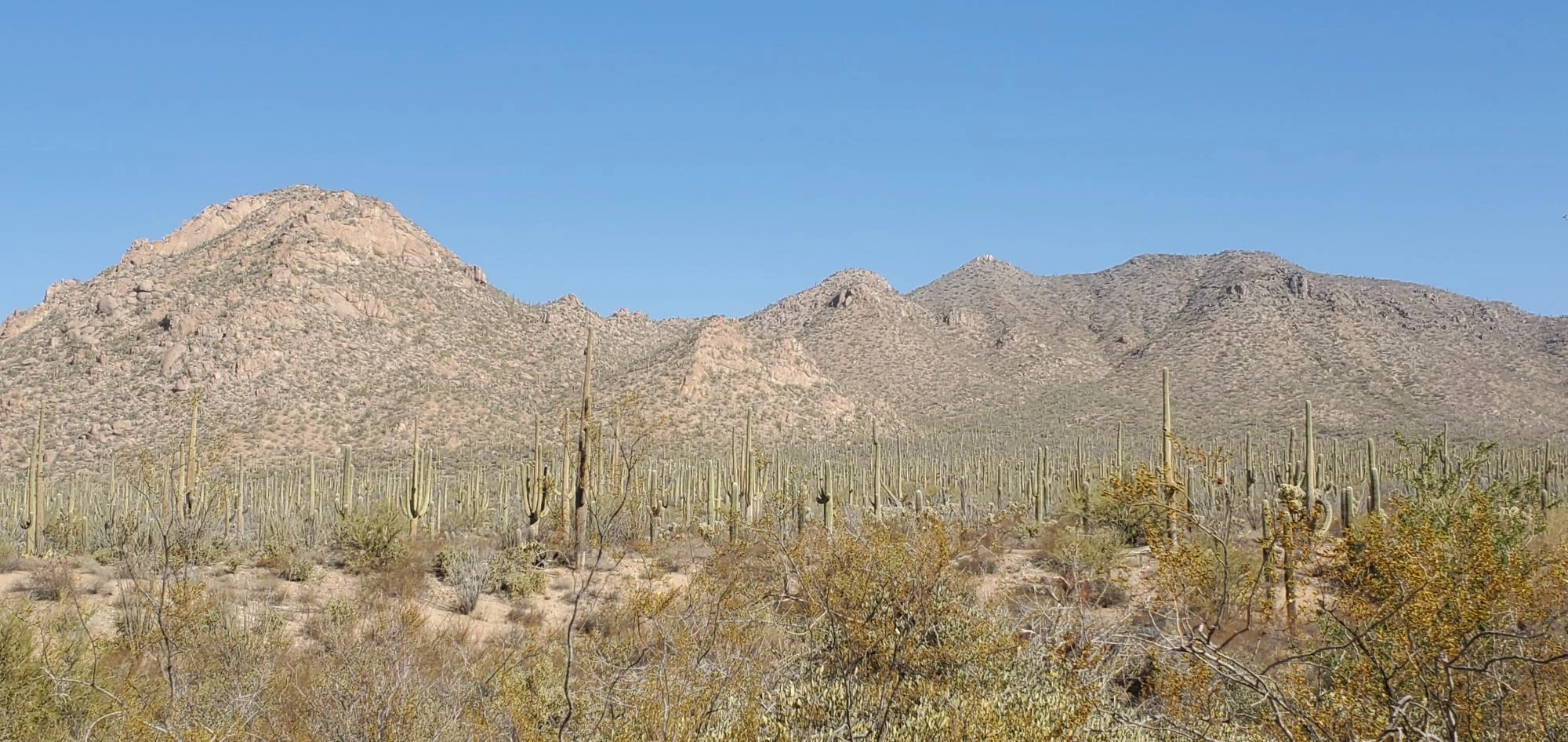 The quintessential Tucson desert view @ the Arizona-Sonora Desert Museum