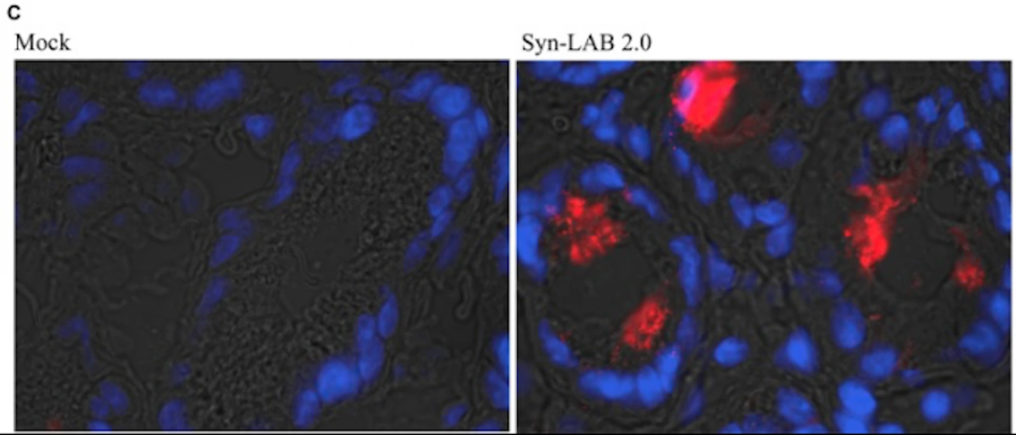  Immunofluorescence analysis using anti-C. difficile SlpA serum reveals intense staining in the colonic lumen of Syn-LAB 2.0-fed animals (right), but not mock-treated animals (left)
